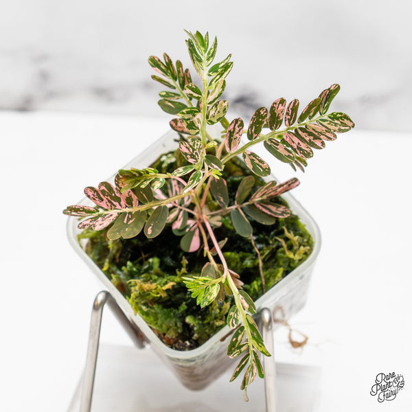 Phyllanthus urinaria pink variegated (aka 'Sensitive Plant