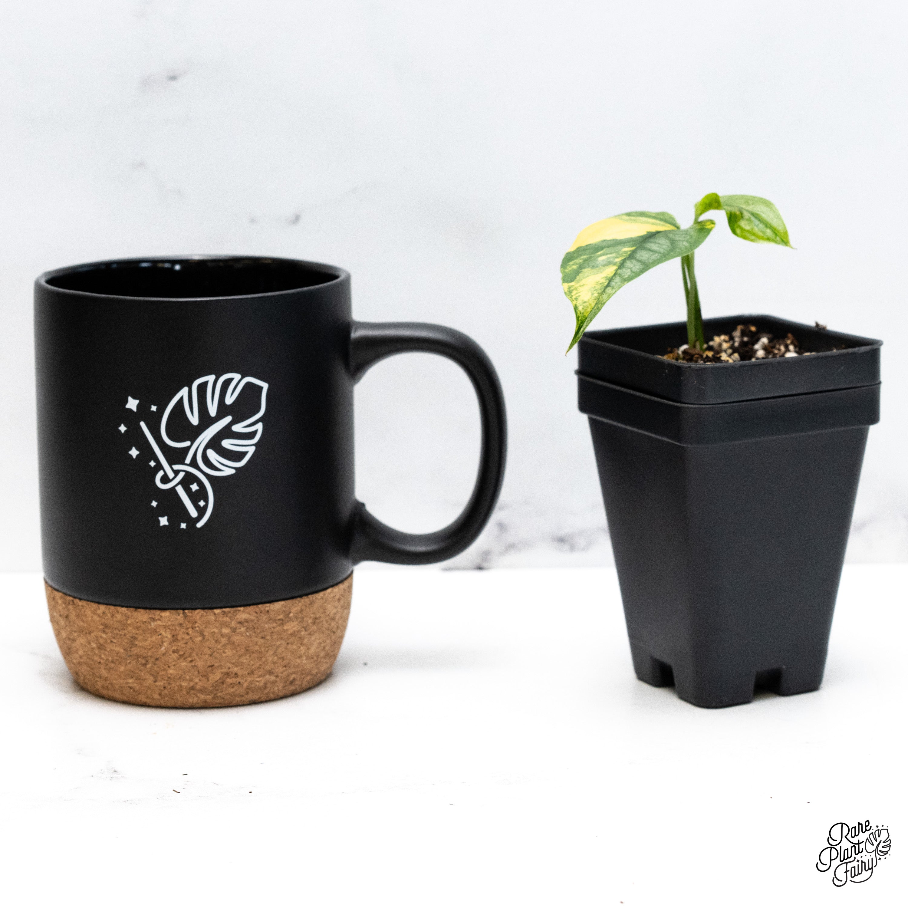 coffee for monstera Monstera Siltepecana Aurea Variegated *Grower's Choice*