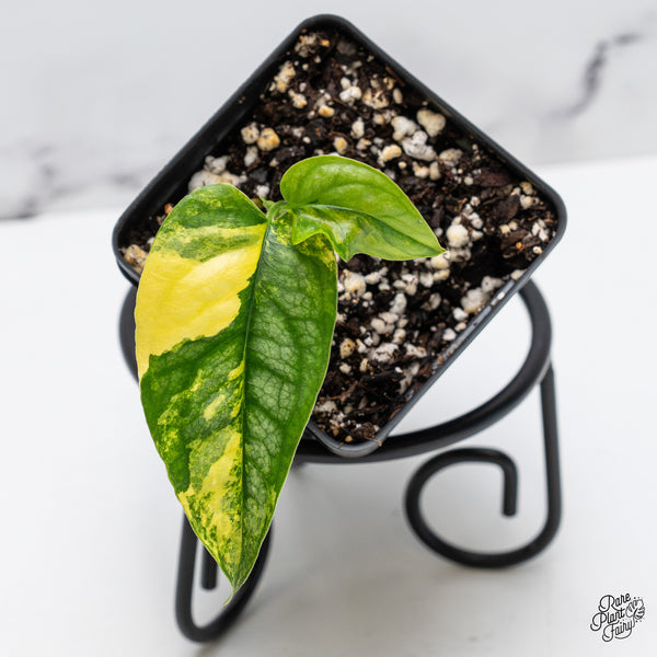 その他観葉植物 Monstera siltepecana variegated Monstera Siltepecana Aurea Variegated *Grower's Choice* – Rare
