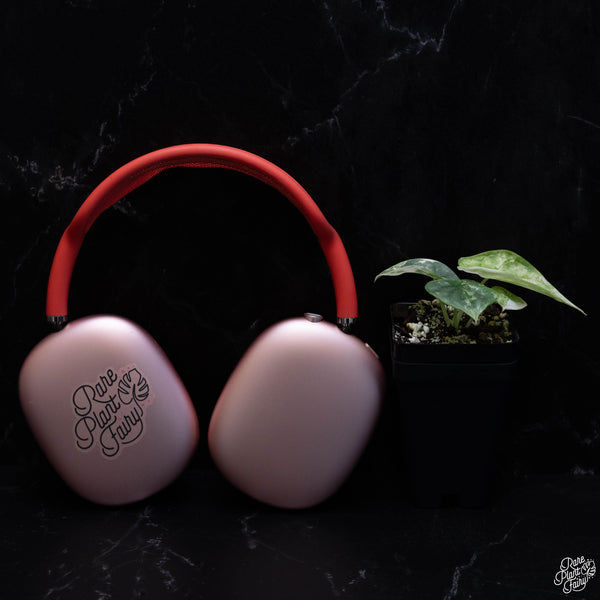 Alocasia 'Silver Dragon' albo variegated *Grower's Choice*