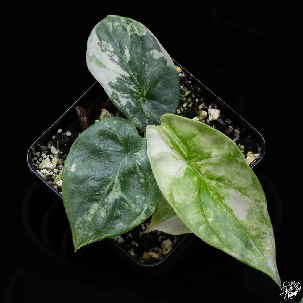 Alocasia 'Cuprea' Albo/Pink Variegated *Grower's Choice*