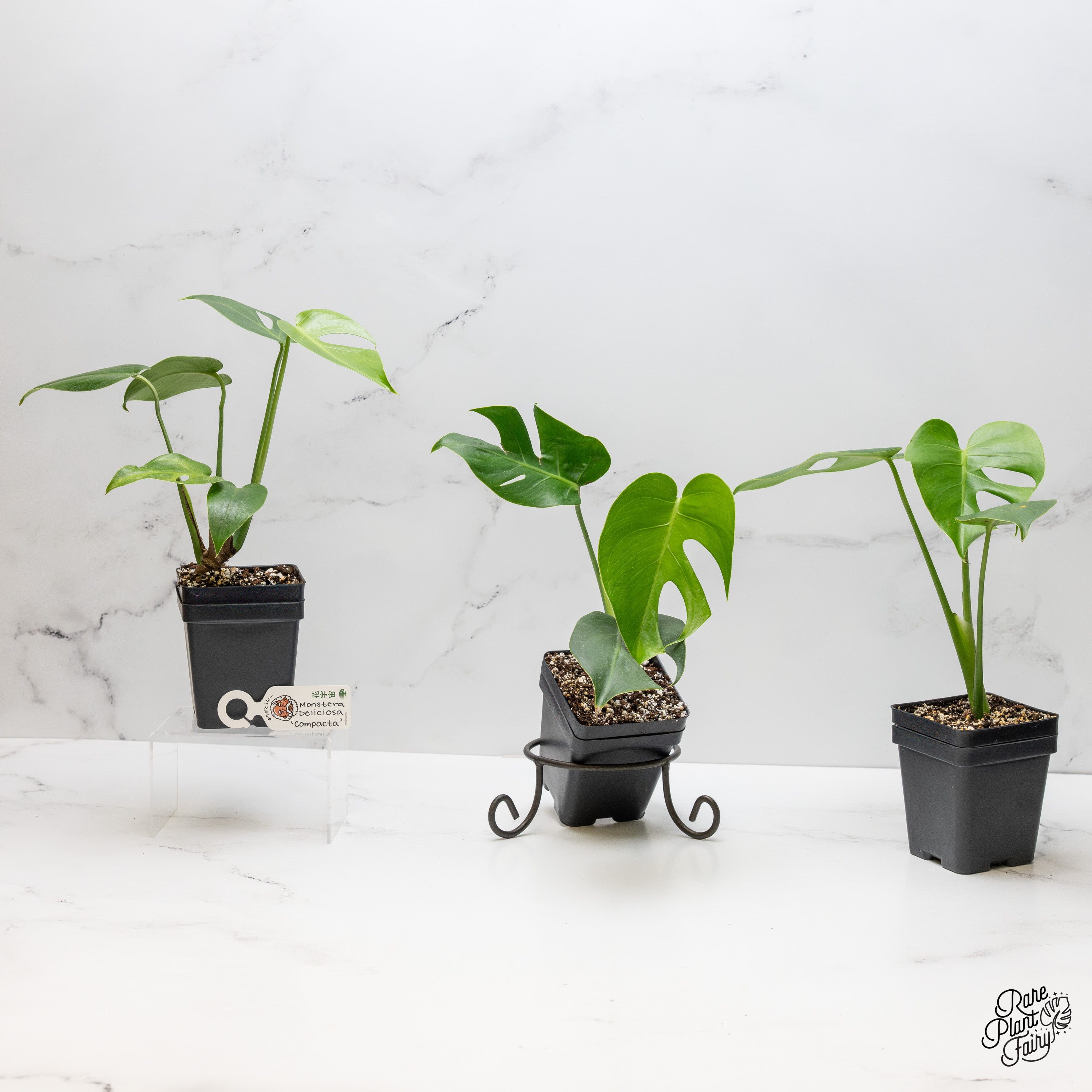 monstera deliciosa var compacta Monstera Deliciosa 'Compacta' with Kunzo Tags *Grower's Choice* – Rare Plant Fairy