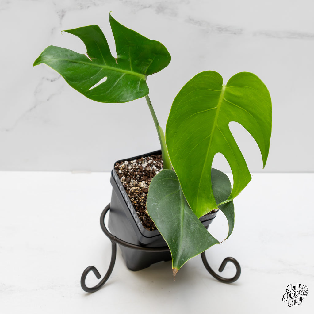 monstera deliciosa var compacta Monstera Deliciosa 'Compacta' with Kunzo Tags *Grower's Choice* – Rare Plant Fairy