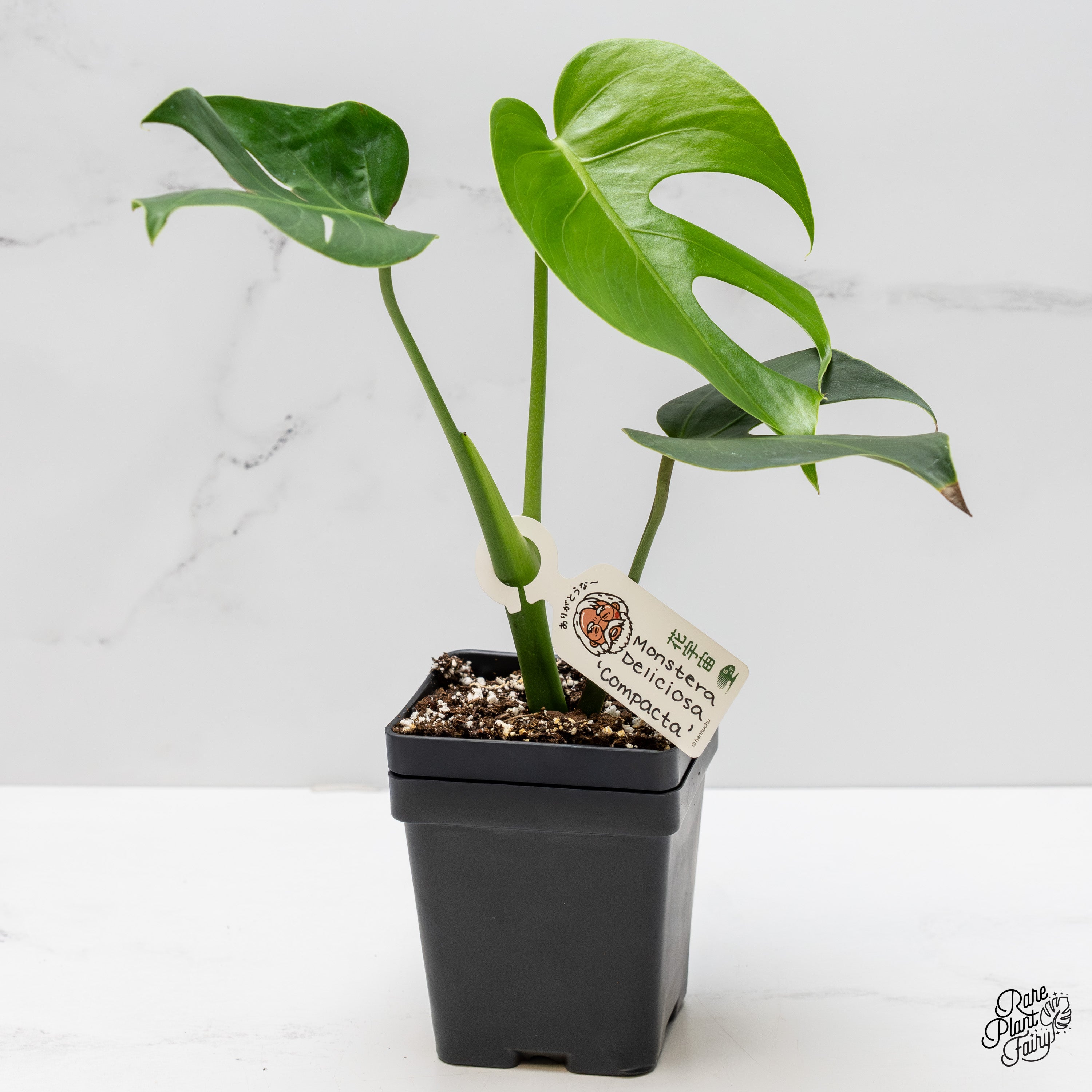 philodendron compactum Monstera Deliciosa 'Compacta' with Kunzo Tags *Grower's Choice* – Rare Plant Fairy