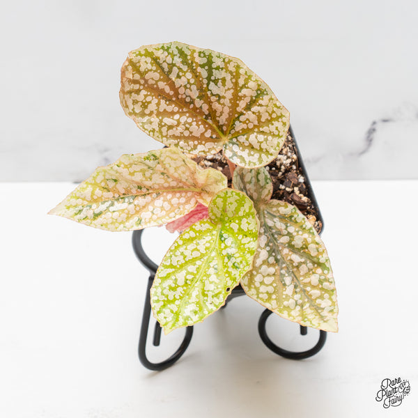 Begonia 'Snow Capped' Variegated *Grower's Choice* – Rare Plant Fairy