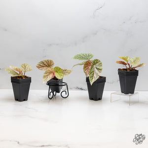 Begonia 'Snow Capped' Variegated *Grower's Choice*