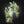 Alocasia 'Venom' *Grower's Choice*