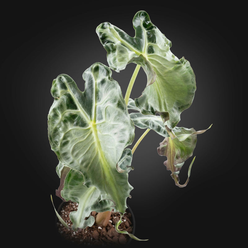 Alocasia 'Venom' *Grower's Choice*
