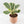Ficus Lyrata Variegated (Variegated Fiddle Leaf Fig)
