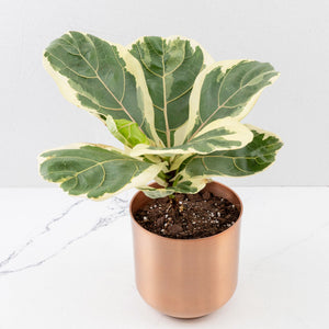 Ficus Lyrata Variegated (Variegated Fiddle Leaf Fig)
