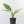Spathiphyllum 'Sensation' albo variegated (wk30-W)