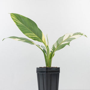 Spathiphyllum 'Sensation' albo variegated (wk30-W)