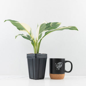 Spathiphyllum 'Sensation' albo variegated (wk30-W)