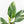 Spathiphyllum 'Sensation' albo variegated (wk30-W)