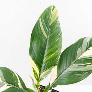 Spathiphyllum 'Sensation' albo variegated (wk30-W)