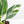 Spathiphyllum 'Sensation' albo variegated (wk30-W)