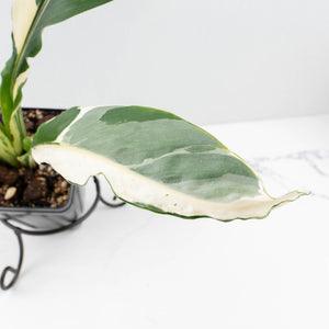 Spathiphyllum 'Sensation' albo variegated (wk30-W)
