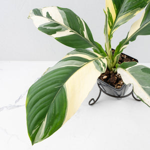 Spathiphyllum 'Sensation' albo variegated (wk30-W)
