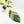 Spathiphyllum 'Sensation' albo variegated (wk32-M)