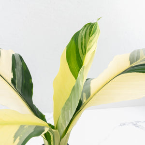 Spathiphyllum 'Sensation' albo variegated (wk32-M)