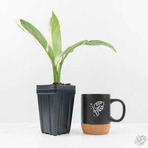 albo peace lily Spathiphyllum 'Sensation' albo variegated (wk20-P)