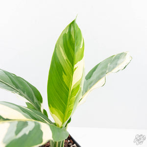 Spathiphyllum 'Sensation' albo variegated (wk20-P)