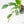 Spathiphyllum 'Sensation' albo variegated (wk20-P)