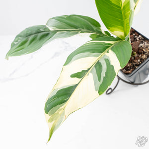 Spathiphyllum 'Sensation' albo variegated (wk20-P)