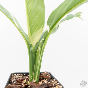 Spathiphyllum 'Sensation' albo variegated (wk20-P)
