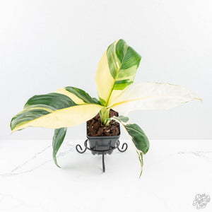 Spathiphyllum 'Sensation' albo variegated (wk23-F)