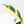 Spathiphyllum 'Sensation' albo variegated (wk23-F)