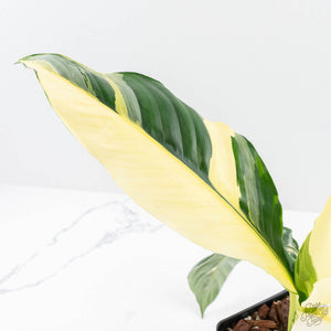 Spathiphyllum 'Sensation' albo variegated (wk23-F)
