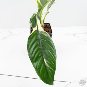 Spathiphyllum 'Sensation' albo variegated (wk23-F)