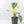 Spathiphyllum 'Sensation' albo variegated (wk23-F)