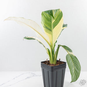 Spathiphyllum 'Sensation' albo variegated (wk23-F)