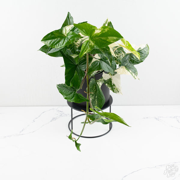 Syngonium Albo *Grower's Choice*