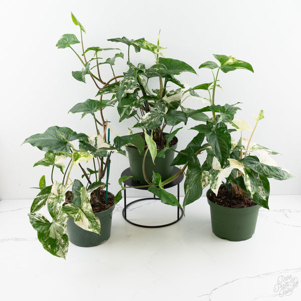 Syngonium Albo *Grower's Choice*