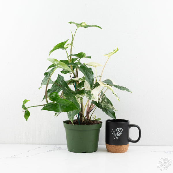 Syngonium Albo *Grower's Choice*