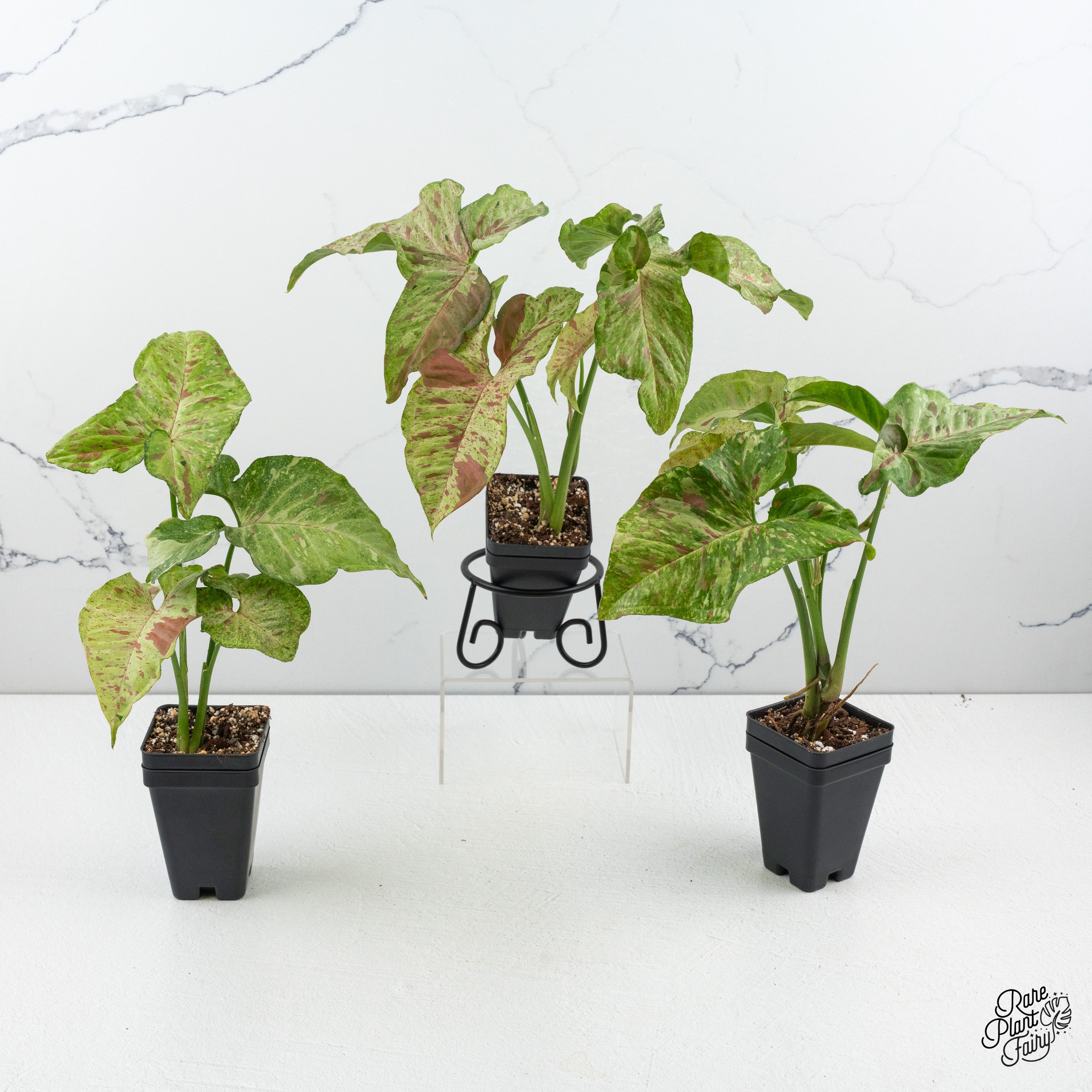 which plants like milk indoors Syngonium Milk Confetti Galaxy *Grower's Choice* – Rare Plant Fairy