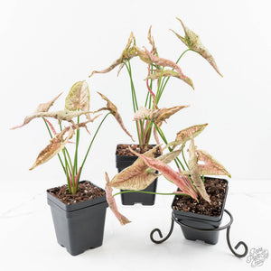 Syngonium 'Rolli' *Grower's Choice*