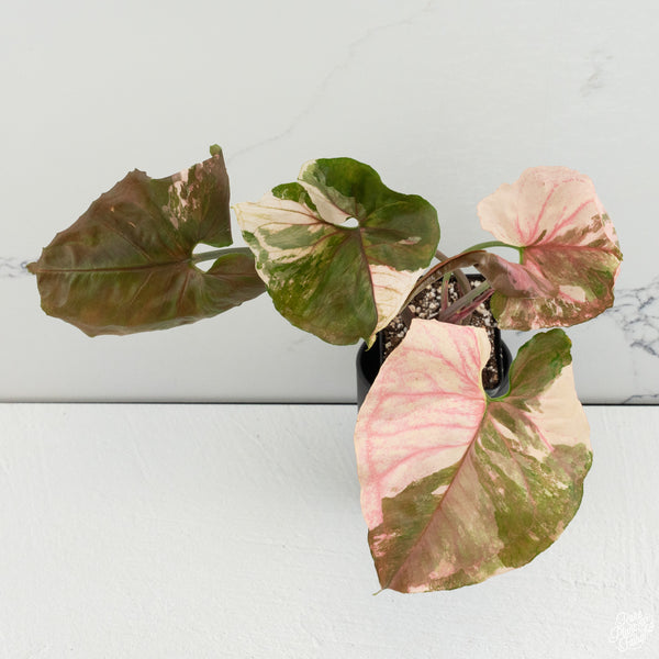 Syngonium 'Strawberry Ice' *Grower's Choice*