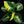 Syngonium 'Scrambled Eggs' *Grower's Choice*