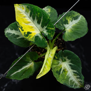 Syngonium 'Scrambled Eggs' *Grower's Choice*