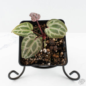Anthurium Tortoise Shell Grey '36' x self by DocBlock® (wk26-L) *Maroon Veins*