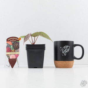 Anthurium Tortoise Shell Grey '36' x self by DocBlock® (wk28-UQ) *Maroon Veins*