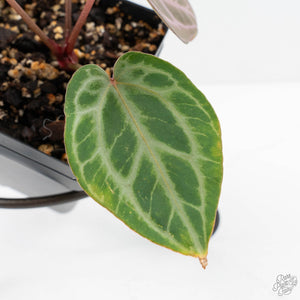 Anthurium Tortoise Shell Grey '36' x self by DocBlock® (wk28-UQ) *Maroon Veins*