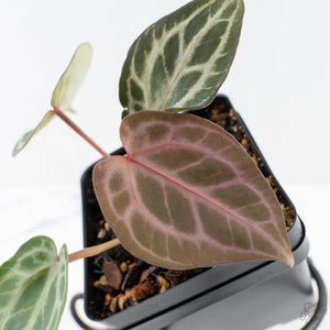 Anthurium Tortoise Shell Grey '36' x self by DocBlock® (wk28-UQ) *Maroon Veins*