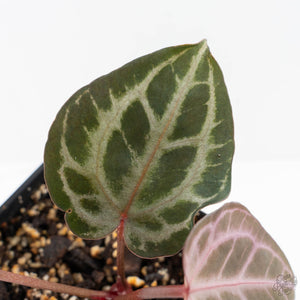 Anthurium Tortoise Shell Grey '36' x self by DocBlock® (wk28-UQ) *Maroon Veins*