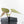 Anthurium Tortoise Shell Grey '36' x self by DocBlock® (wk28-UQ) *Maroon Veins*