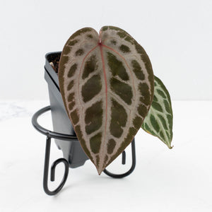 Anthurium Tortoise Shell Grey '36' x self by DocBlock® (wk30-UI)